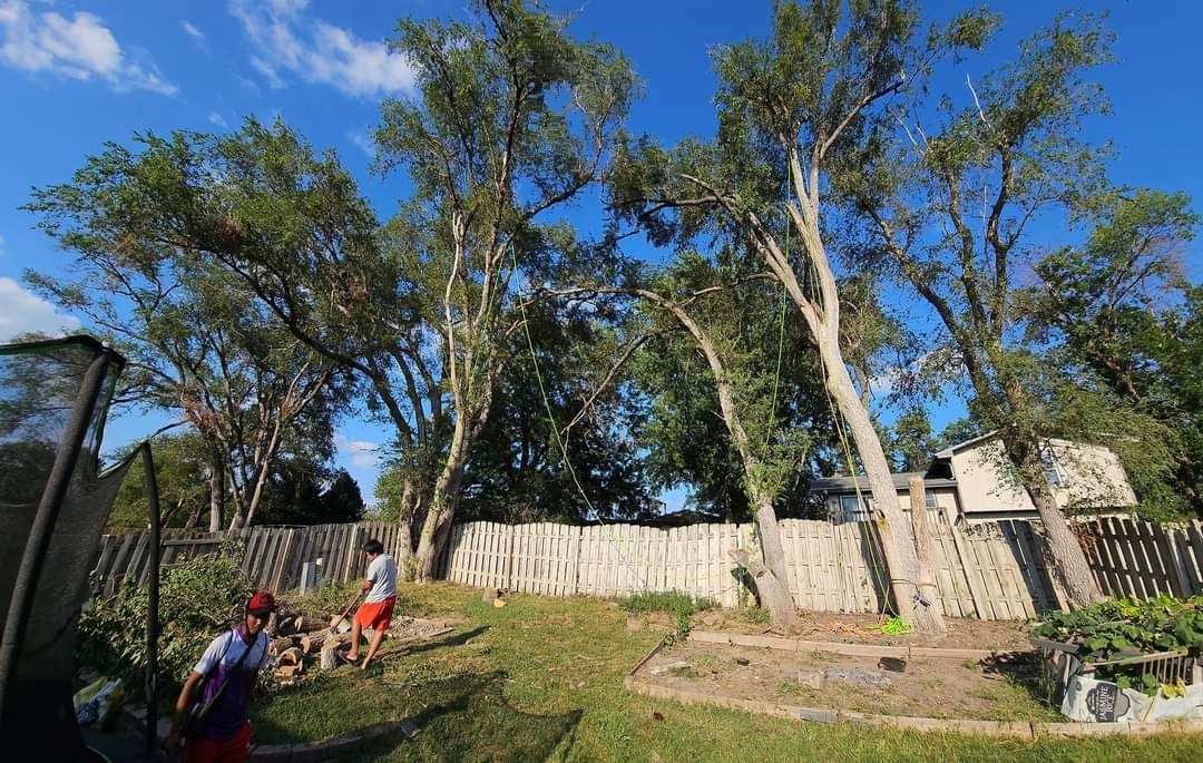 Tree Removal
